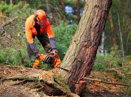 Tree Care Services