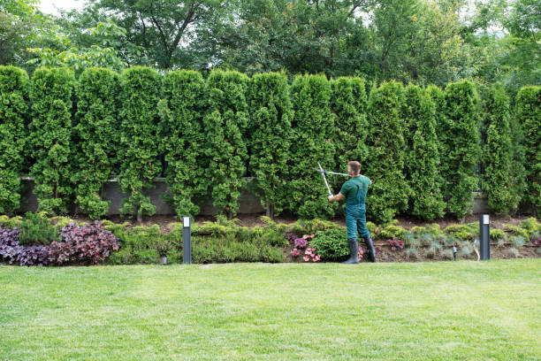 Best Lawn Renovation and Restoration  in Somerset, KY