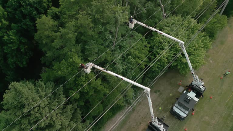 Best Emergency Tree Removal  in Somerset, KY