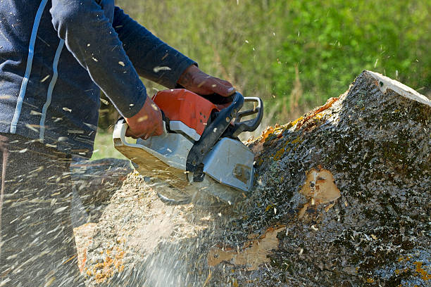 Best Tree Preservation Services  in Somerset, KY